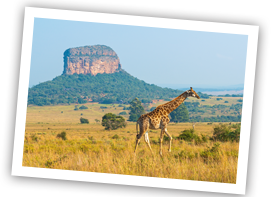 /images/dealsbanner/day4-maasai-mara-national-reserve (2).png